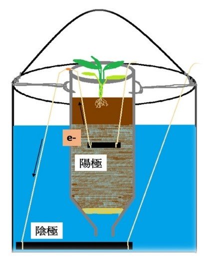 圖1 是依照本發明的一實施例的一種蔬菜微生物燃料電池的示意圖。