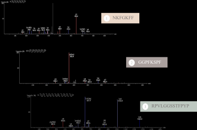 <p>PPH經LC/MS/MS鑑定含有NKFGKFF (NF)、GGPFKSPF (GF)及RPVLGGSSTFPYP (RP) 均為首次被發現具有神經保護作用的新穎胜肽</p>