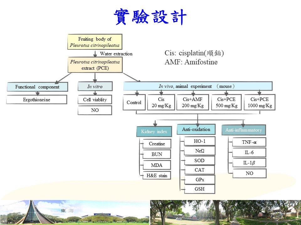 <p>腎損傷保護實驗設計</p>