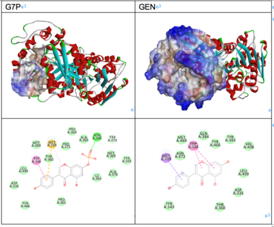 <p>sEH (Soluble epoxide hydrolase)蛋白分子對接模型&nbsp;</p>