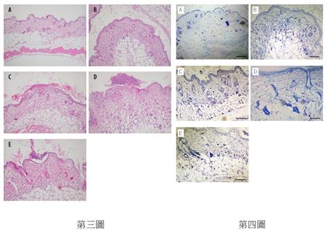 第三圖:係以蘇木紫與伊紅染色法將小鼠皮膚組織切片染色之結果。
第四圖:係以甲苯胺藍將小鼠皮膚組織切片染色之結果。